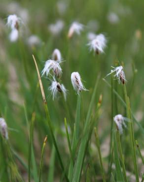 Fotografia 5 da espécie Eriophorum alpinum no Jardim Botânico UTAD