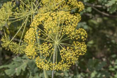 Fotografia da espécie Thapsia villosa var. dissecta