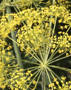 Fotografia 1 da espécie Thapsia villosa var. dissecta no Jardim Botânico UTAD