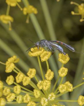 Fotografia 4 da espécie Thapsia villosa var. dissecta no Jardim Botânico UTAD