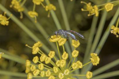 Fotografia da espécie Thapsia villosa var. dissecta