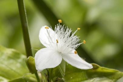 Fotografia da espécie Tradescantia fluminensis