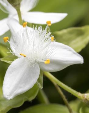 Fotografia 3 da espécie Tradescantia fluminensis no Jardim Botânico UTAD