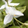 Fotografia 3 da espécie Tradescantia fluminensis do Jardim Botânico UTAD