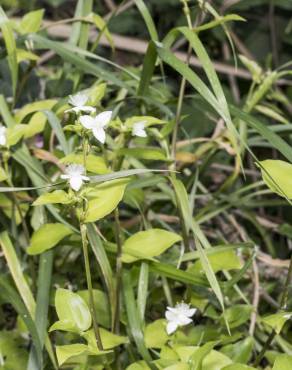 Fotografia 4 da espécie Tradescantia fluminensis no Jardim Botânico UTAD