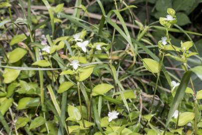 Fotografia da espécie Tradescantia fluminensis