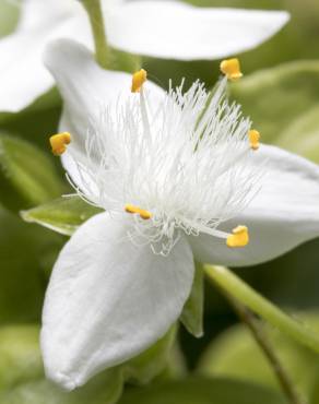 Fotografia 1 da espécie Tradescantia fluminensis no Jardim Botânico UTAD