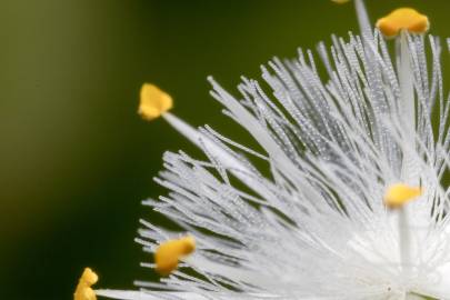 Fotografia da espécie Tradescantia fluminensis