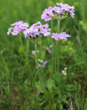 Fotografia 3 da espécie Primula farinosa no Jardim Botânico UTAD