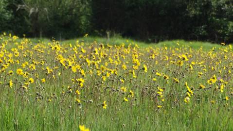 Fotografia da espécie Arnica montana subesp. atlantica