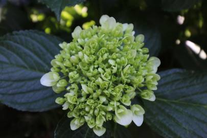 Fotografia da espécie Hydrangea macrophylla