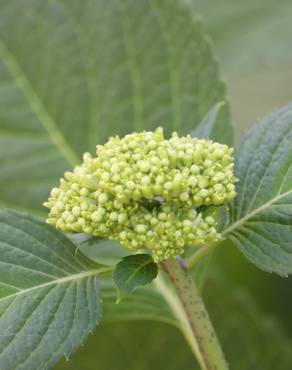 Fotografia 5 da espécie Hydrangea macrophylla no Jardim Botânico UTAD