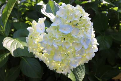 Fotografia da espécie Hydrangea macrophylla