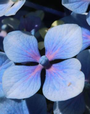 Fotografia 8 da espécie Hydrangea macrophylla no Jardim Botânico UTAD