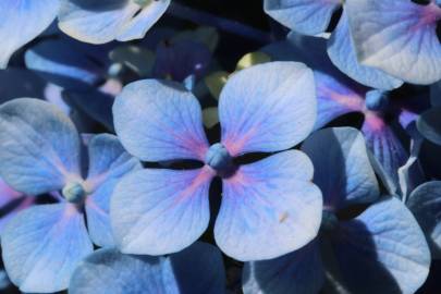 Fotografia da espécie Hydrangea macrophylla