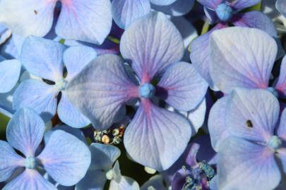 Fotografia da espécie Hydrangea macrophylla