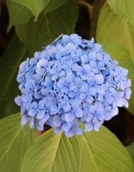 Hydrangea macrophylla