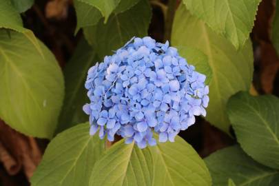 Fotografia da espécie Hydrangea macrophylla