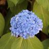 Fotografia 1 da espécie Hydrangea macrophylla do Jardim Botânico UTAD