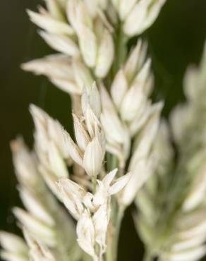 Fotografia 10 da espécie Holcus lanatus no Jardim Botânico UTAD