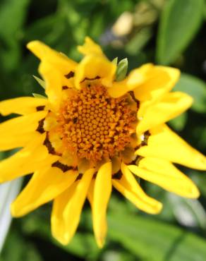 Fotografia 6 da espécie Gazania rigens no Jardim Botânico UTAD