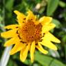 Fotografia 6 da espécie Gazania rigens do Jardim Botânico UTAD