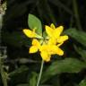 Fotografia 5 da espécie Lotus pedunculatus do Jardim Botânico UTAD