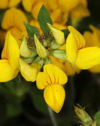 Fotografia de capa Lotus pedunculatus - do Jardim Botânico