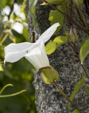 Fotografia 3 da espécie Calystegia silvatica subesp. disjuncta no Jardim Botânico UTAD