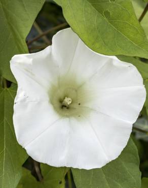 Fotografia 4 da espécie Calystegia silvatica subesp. disjuncta no Jardim Botânico UTAD