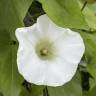 Fotografia 4 da espécie Calystegia silvatica subesp. disjuncta do Jardim Botânico UTAD