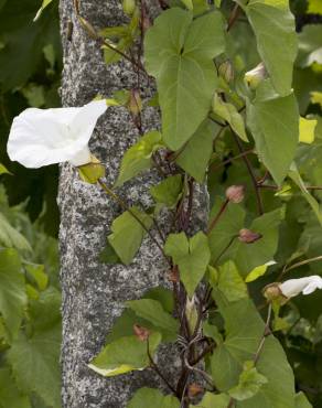 Fotografia 5 da espécie Calystegia silvatica subesp. disjuncta no Jardim Botânico UTAD