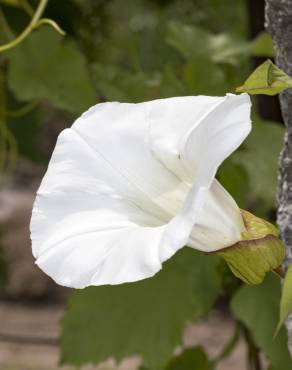 Fotografia 6 da espécie Calystegia silvatica subesp. disjuncta no Jardim Botânico UTAD