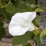 Fotografia 6 da espécie Calystegia silvatica subesp. disjuncta do Jardim Botânico UTAD