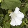 Fotografia 7 da espécie Calystegia silvatica subesp. disjuncta do Jardim Botânico UTAD