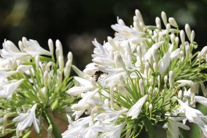 Fotografia da espécie Agapanthus africanus