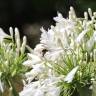 Fotografia 8 da espécie Agapanthus africanus do Jardim Botânico UTAD