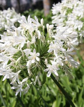 Fotografia 1 da espécie Agapanthus africanus no Jardim Botânico UTAD