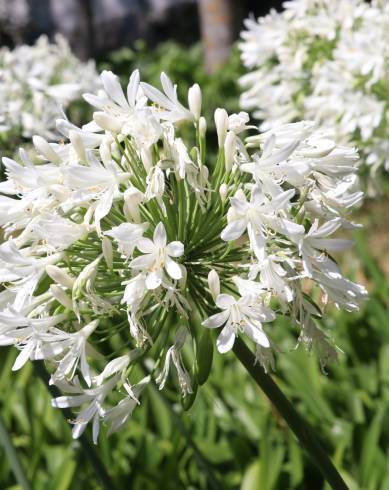 Fotografia de capa Agapanthus africanus - do Jardim Botânico