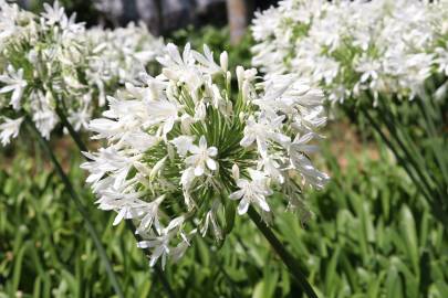 Fotografia da espécie Agapanthus africanus