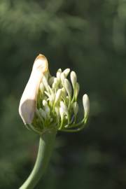 Fotografia da espécie Agapanthus africanus