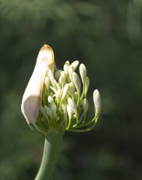 Fotografia 10 da espécie Agapanthus africanus no Jardim Botânico UTAD