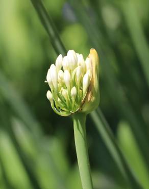 Fotografia 11 da espécie Agapanthus africanus no Jardim Botânico UTAD