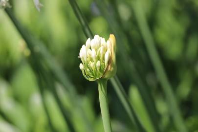 Fotografia da espécie Agapanthus africanus