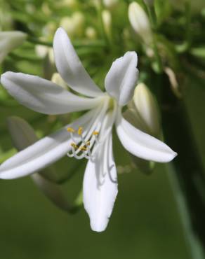 Fotografia 12 da espécie Agapanthus africanus no Jardim Botânico UTAD