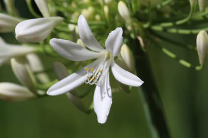 Fotografia da espécie Agapanthus africanus