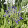 Fotografia 14 da espécie Agapanthus africanus do Jardim Botânico UTAD