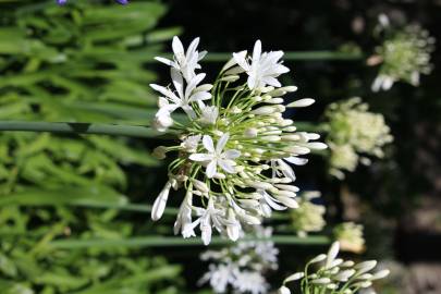 Fotografia da espécie Agapanthus africanus