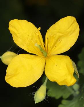 Fotografia 3 da espécie Chelidonium majus no Jardim Botânico UTAD