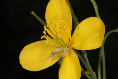 Fotografia da espécie Chelidonium majus